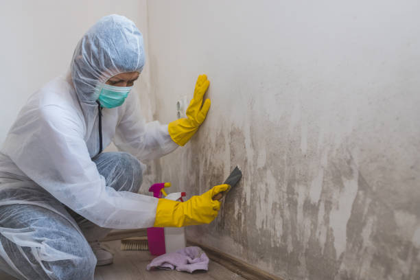 Professional Mold Removal in Fox Farm College, WY