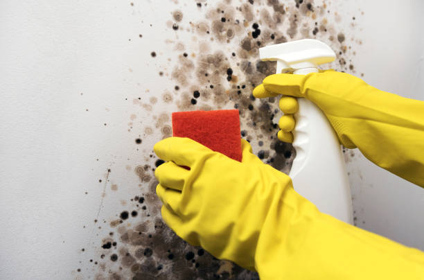 Best Black Mold Removal  in Fox Farm College, WY