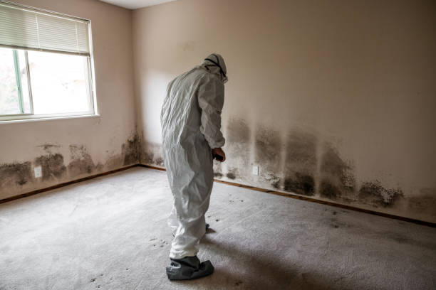 Best Mold Cleaning Services  in Fox Farm College, WY