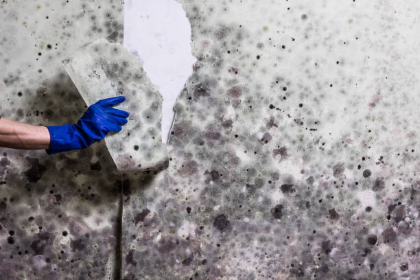 Mold Removal and Inspection in Fox Farm College, WY